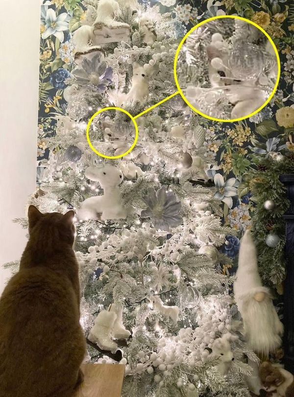 Знайди кошеня: користувачі мережі годинами шукають пухнастика на новорічному фото - фото 3