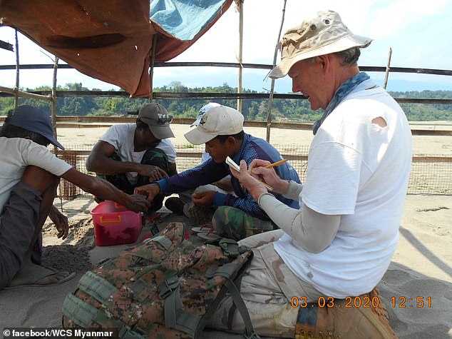 Ученые спасли от вымирания редких Бирманских черепах - фото 4