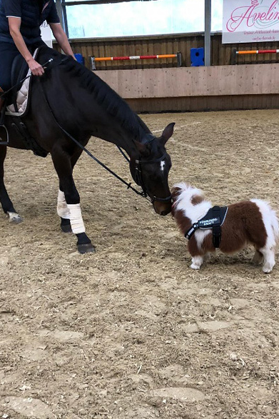 Менший за великого пса: як виглядає найнижчий кінь у світі (ФОТО) - фото 2