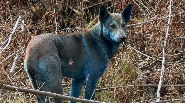 Нашли причину, почему собаки в Чернобыле стали синего цвета - фото 2 Нашли причину, почему собаки в Чернобыле стали синего цвета - фото 2