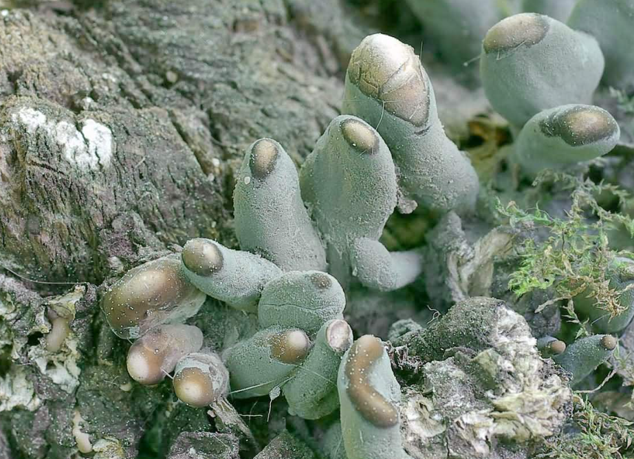 Жах: знайдено найжахливіший гриб у світі (ФОТО) - фото 6