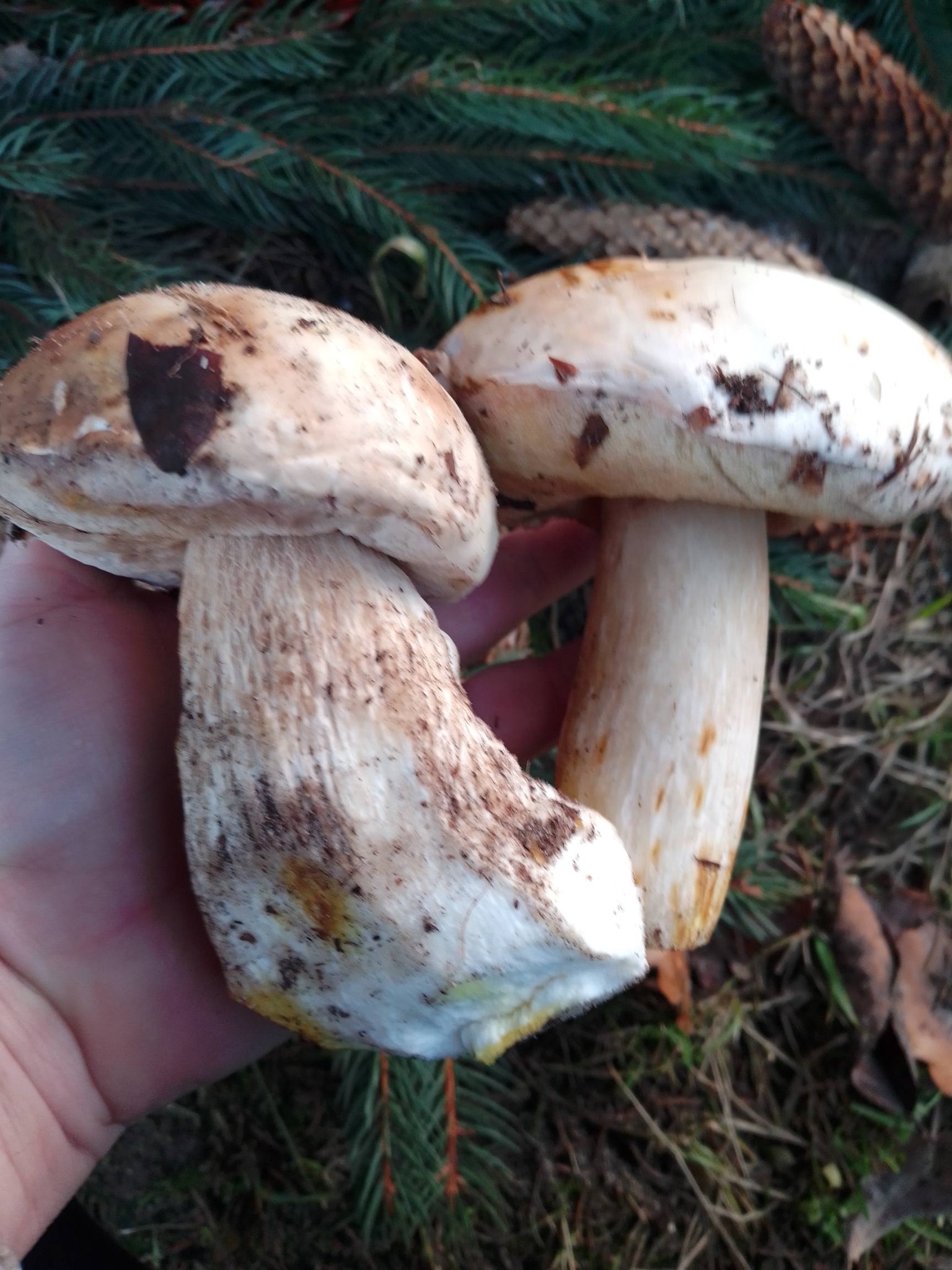 Зимові гриби в українських лісах: опеньки, гливи, деревоух і шанс знайти білий — повний гід - фото 2 Зимові гриби в українських лісах: опеньки, гливи, деревоух і шанс знайти білий — повний гід - фото 2