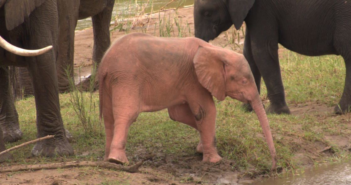 В Африці народилось рідкісне рожеве слоненя (ФОТО) - фото 2