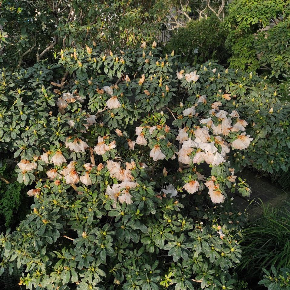 Катастрофа в сердце Киева: в ботсаду из-за обесточивания замерзают уникальные тропические растения - фото 2