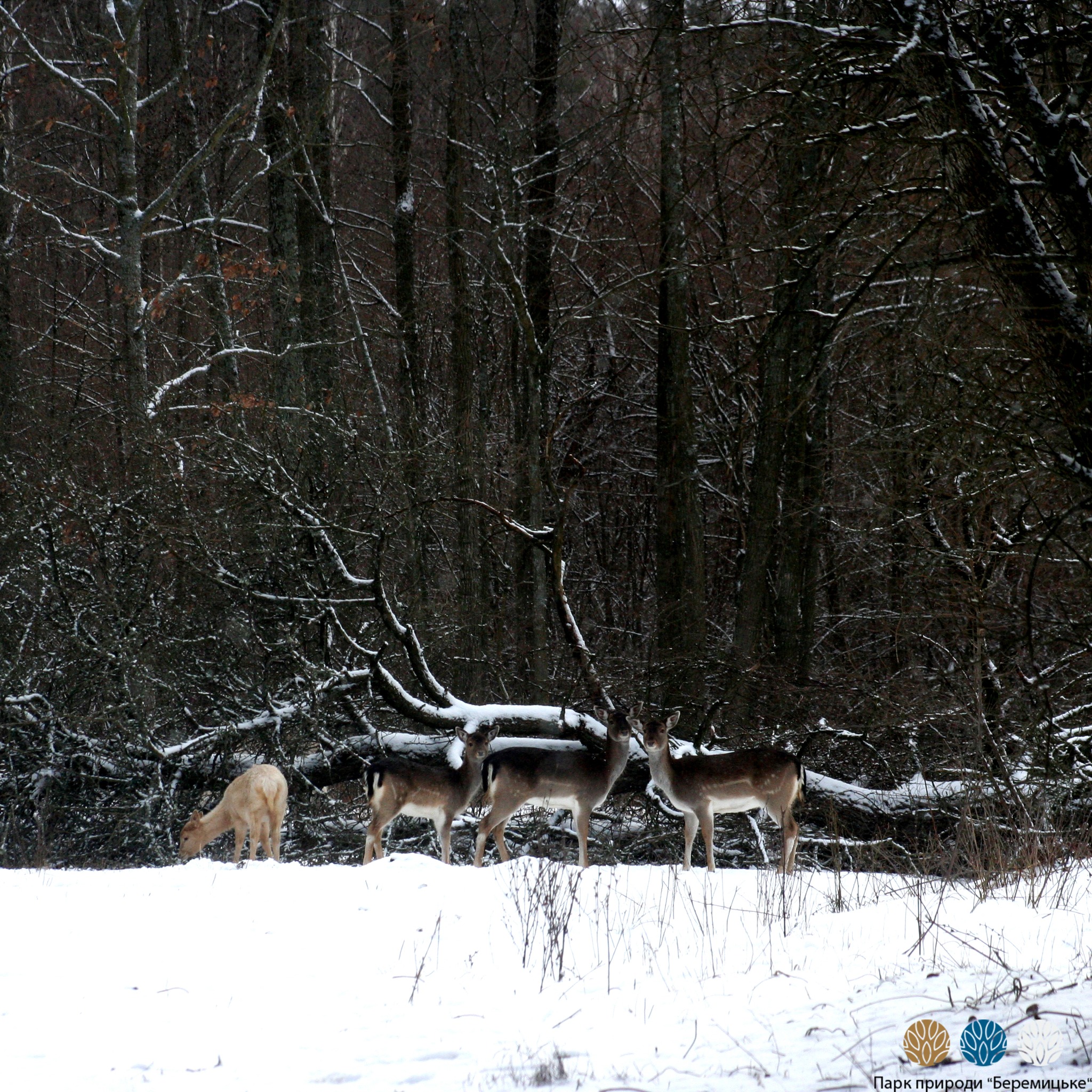 Парк природы ”Беремицкое” на Черниговщине: как помочь диким животным - фото 6