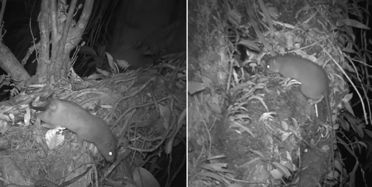Вчені з’ясували, що величезний щур Вангуну дійсно існує: перші фото рідкісної тварини - фото 2