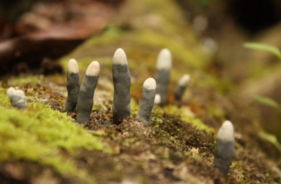 Жах: знайдено найжахливіший гриб у світі (ФОТО) - фото 3
