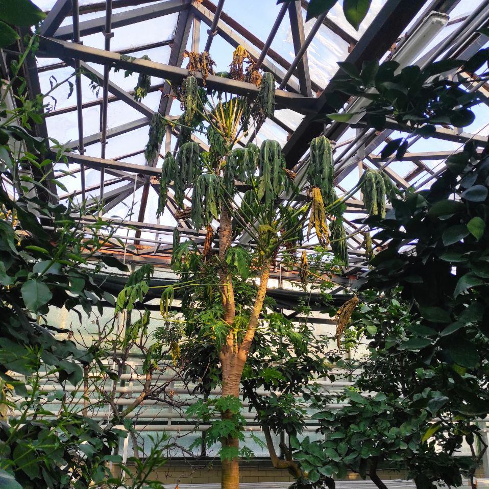 Катастрофа в сердце Киева: в ботсаду из-за обесточивания замерзают уникальные тропические растения - фото 2