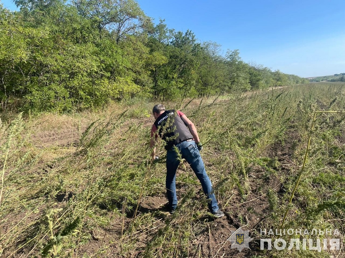 В Одесской области нашли более 300 тыс. кустов конопли: где обнаружили плантацию (ФОТО) - фото 4