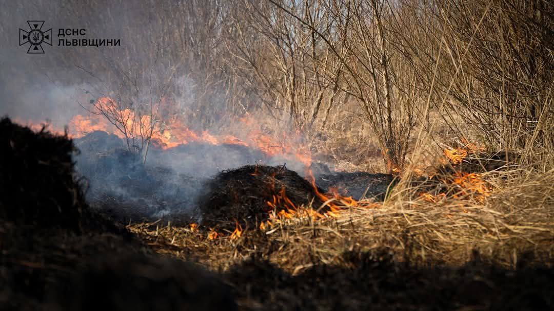 На Львівщині з попелу врятували їжака: винні люди - фото 3