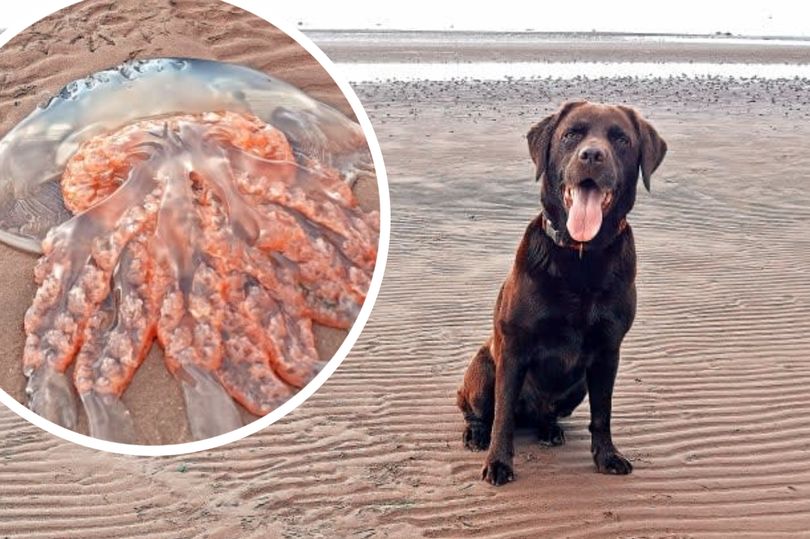 В Шотландии на берег вынесло медузу размером с собаку - фото 3