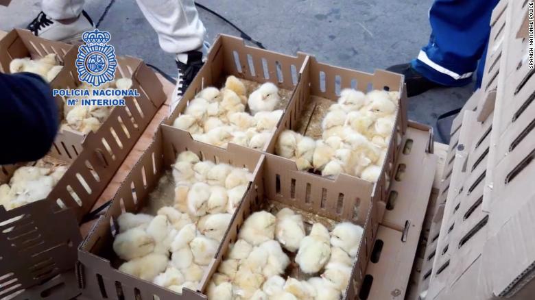 ФОТОФАКТ: Тысячи брошенных цыплят умирают в аэропорту Мадрида - фото 3
