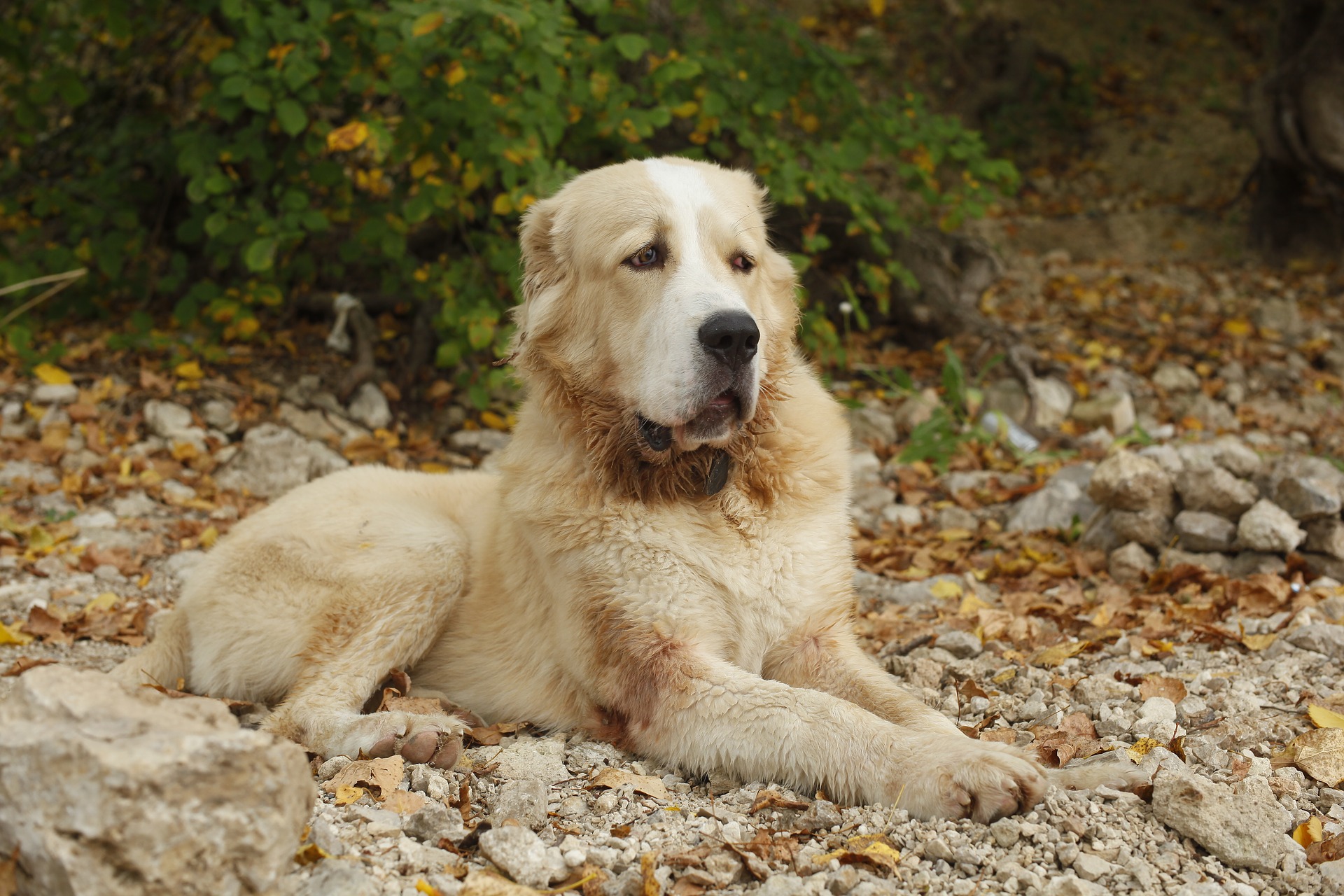 Самые большие породы собак: как они выглядят (ФОТО) - фото 3