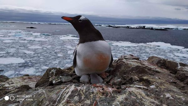 На День Святого Николая на Станции Вернадского произошло чудо - появились первые в этом году пингвинята - фото 4