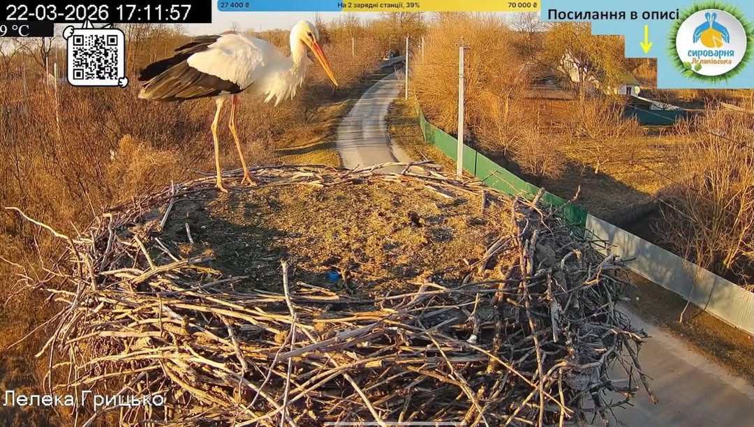 До гнізда лелек Одарки та Грицька прилетів перший птах (ФОТО) - фото 2