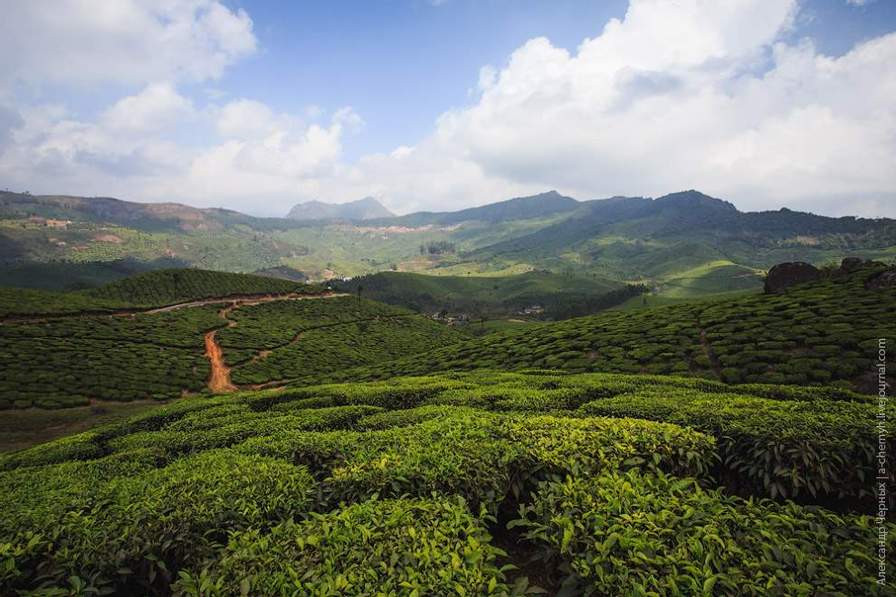 Фотограф показал, как выращивают чай в Индии - фото 2
