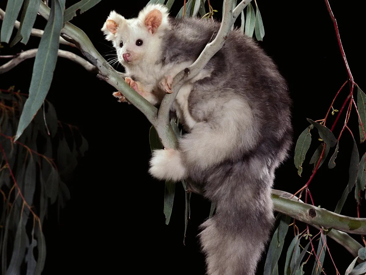 Австралийские ученые нашли новые виды животных (фото) - фото 3