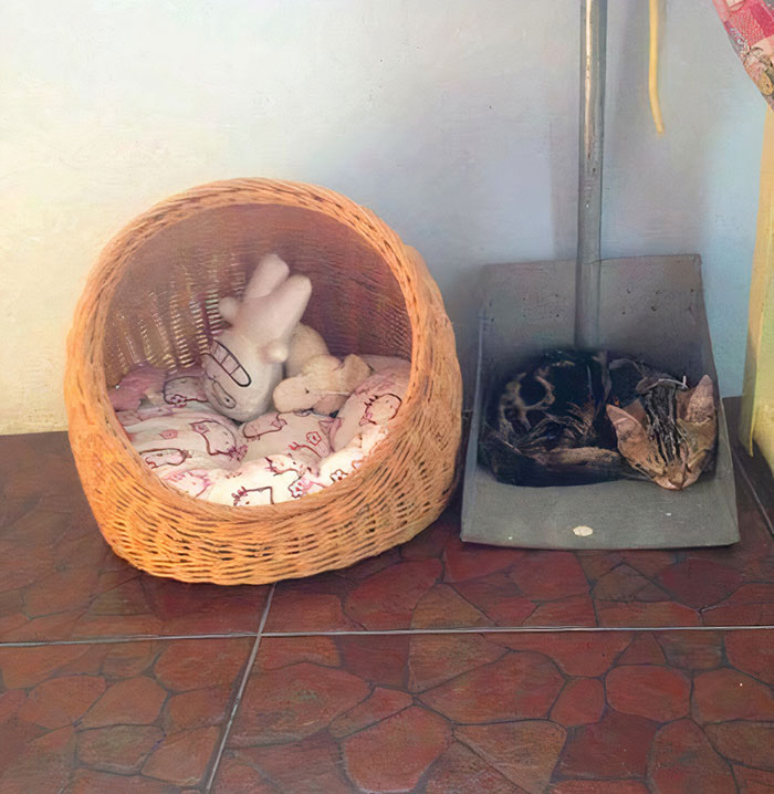 ТОП-20 фото котів, які обрали собі для сну дуже дивні місця - фото 5