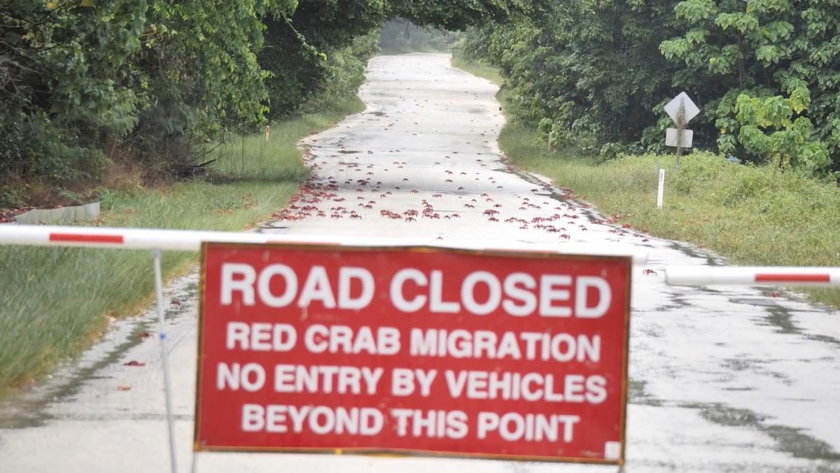 Австралийский остров заполонили миллионы крабов: власти перекрывают дороги (ФОТО)  - фото 3