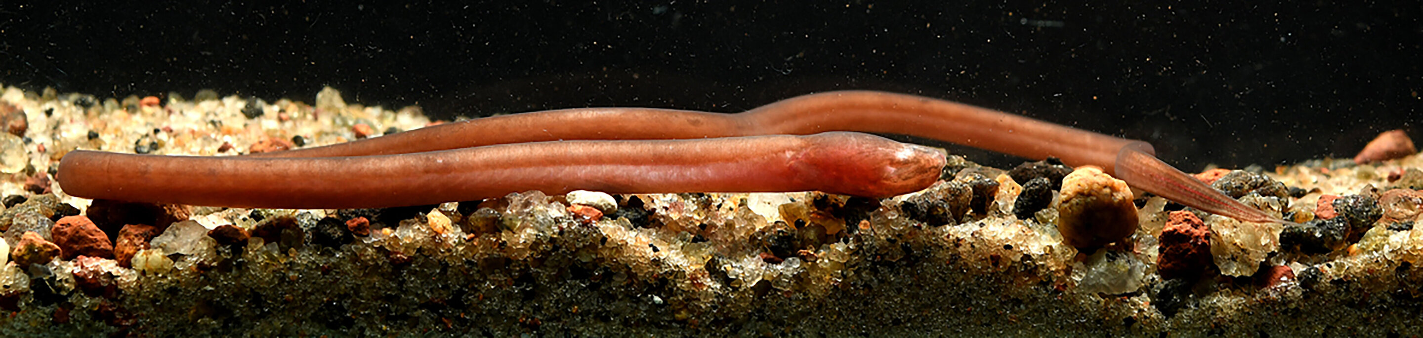 Жители подземных вод: ученые открыли новый вид рыб (ФОТО) - фото 3