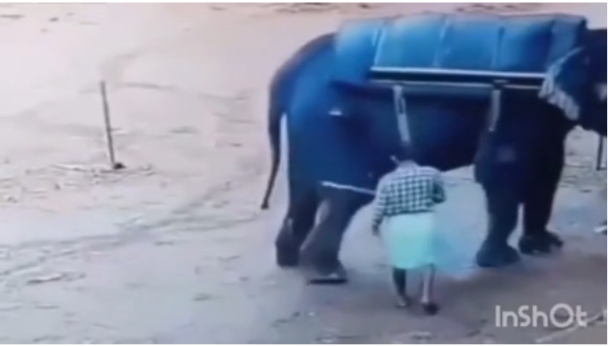 В Індії слон затоптав наглядача зоопарку: що трапилося - фото 2