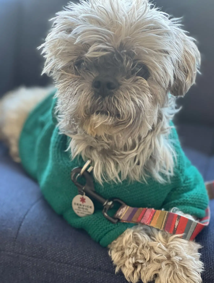 Женщина клонировала умершую собаку и теперь жалеет: что пошло не так - фото 2