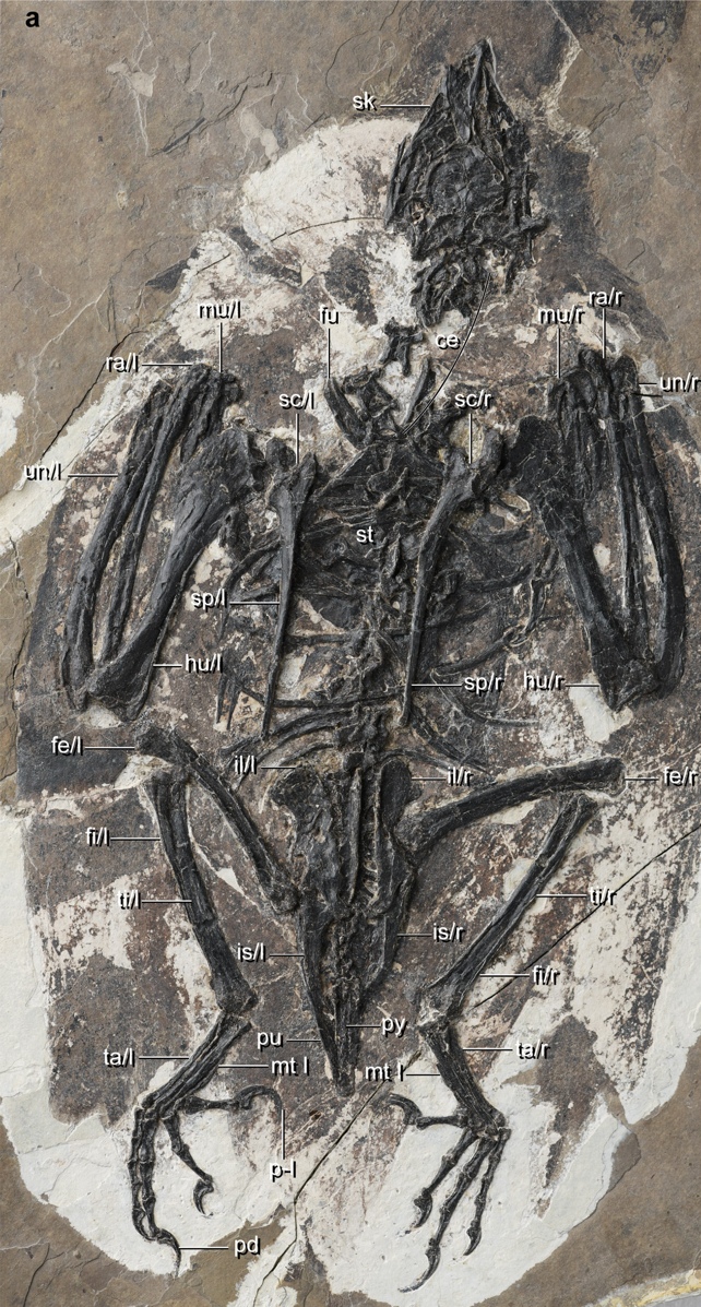 Ученые обнаружили жуткую древнюю птицу с головой динозавра (ВИДЕО) - фото 2
