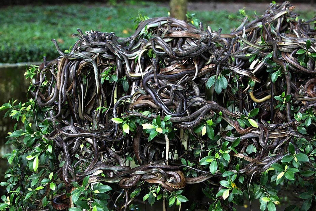 Острів Зміїний – найнебезпечніший на планеті: його окупувала змії з надзвичайно смертельною отрутою - фото 2