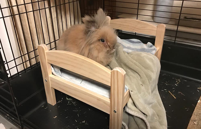 Як виглядає найстаріший кролик планети: скільки йому років (ФОТО) - фото 2