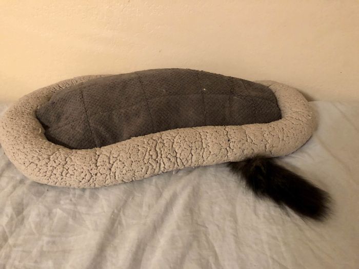 ТОП-20 фото котів, які обрали собі для сну дуже дивні місця - фото 21