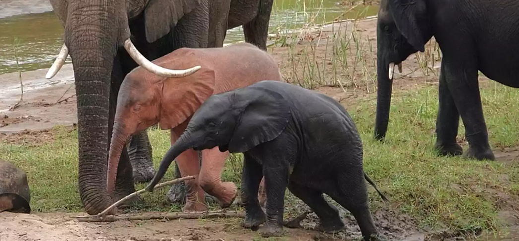 В Африке родился редкий розовый слоненок (ФОТО) - фото 3