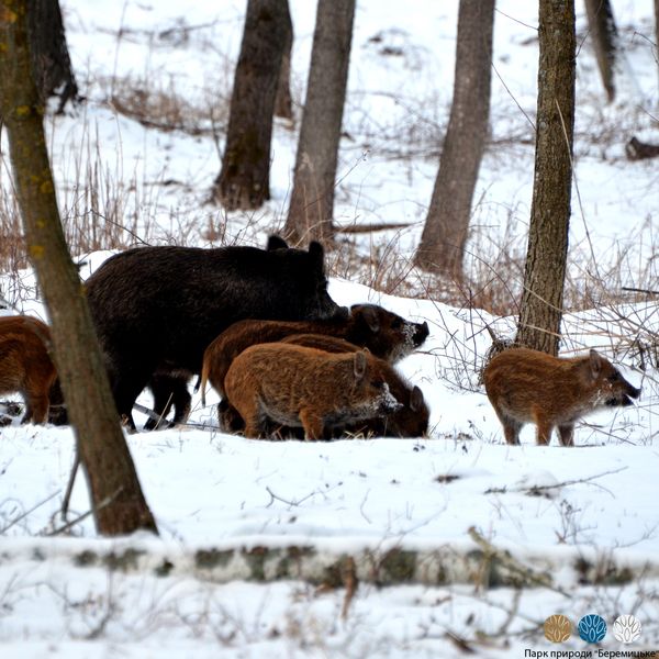 Парк природы ”Беремицкое” на Черниговщине: как помочь диким животным - фото 3