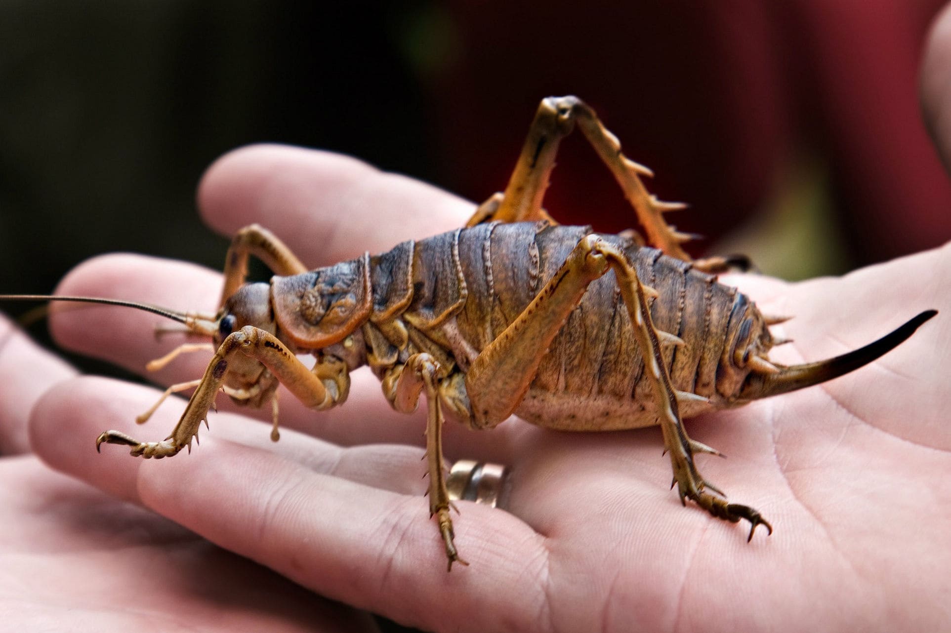 Топ комах-гігантів з усього світу - фото 4