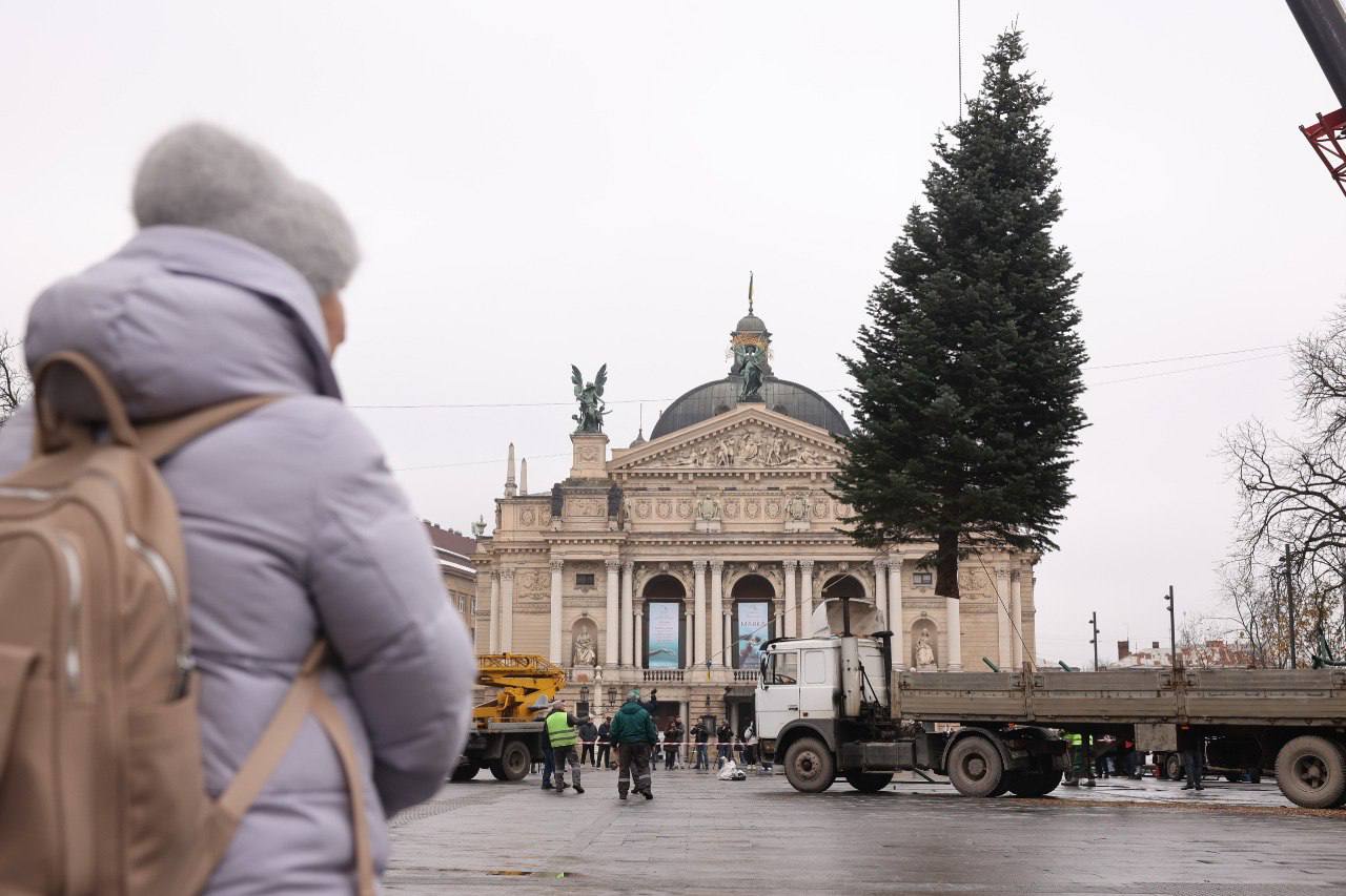 Во Львове устанавливают главную елку: кто ее подарил городу - фото 2