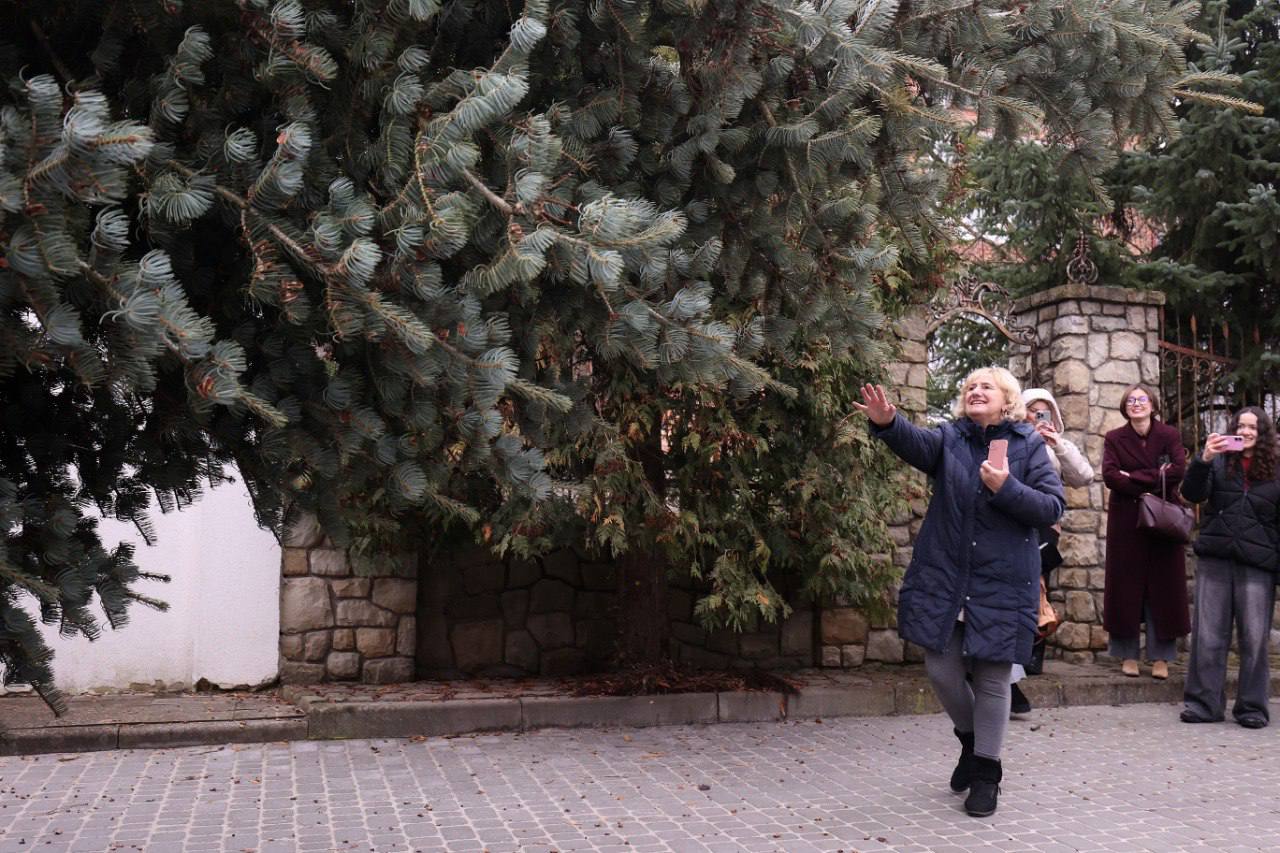 Во Львове устанавливают главную елку: кто ее подарил городу - фото 2