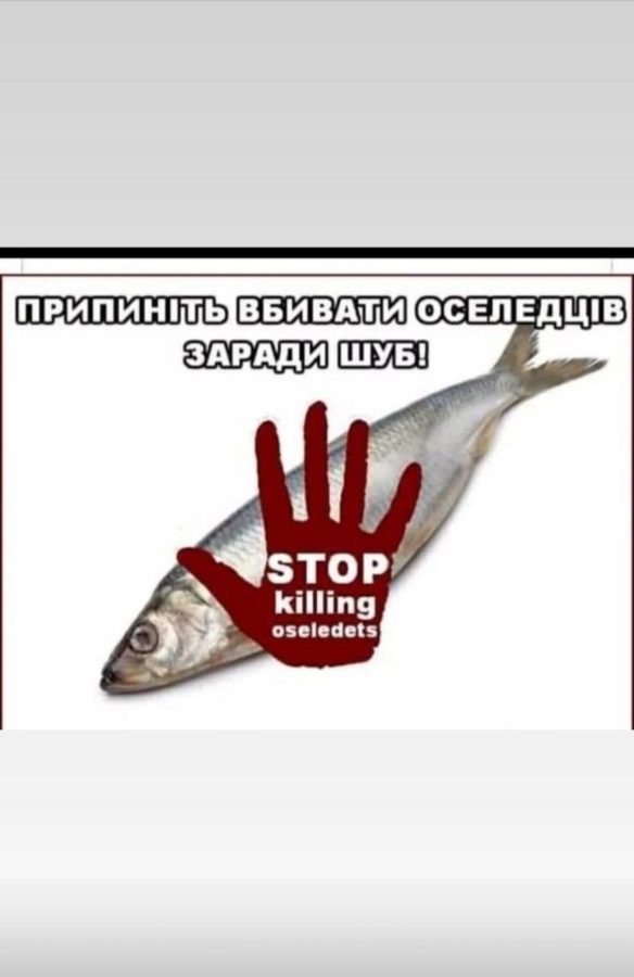 Леся Нікітюк закликала “Не вбивати оселедців заради шуб” - фото 2
