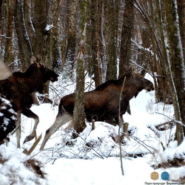 Парк природи ”Беремицьке” на Чернігівщині: як допомогти диким тваринам - фото 4