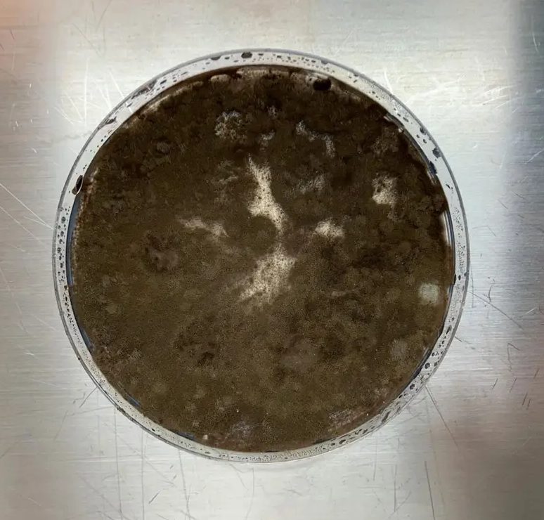 Ученые обнаружили чернобыльскую плесень, которая развила неожиданную ”суперсилу” - фото 2