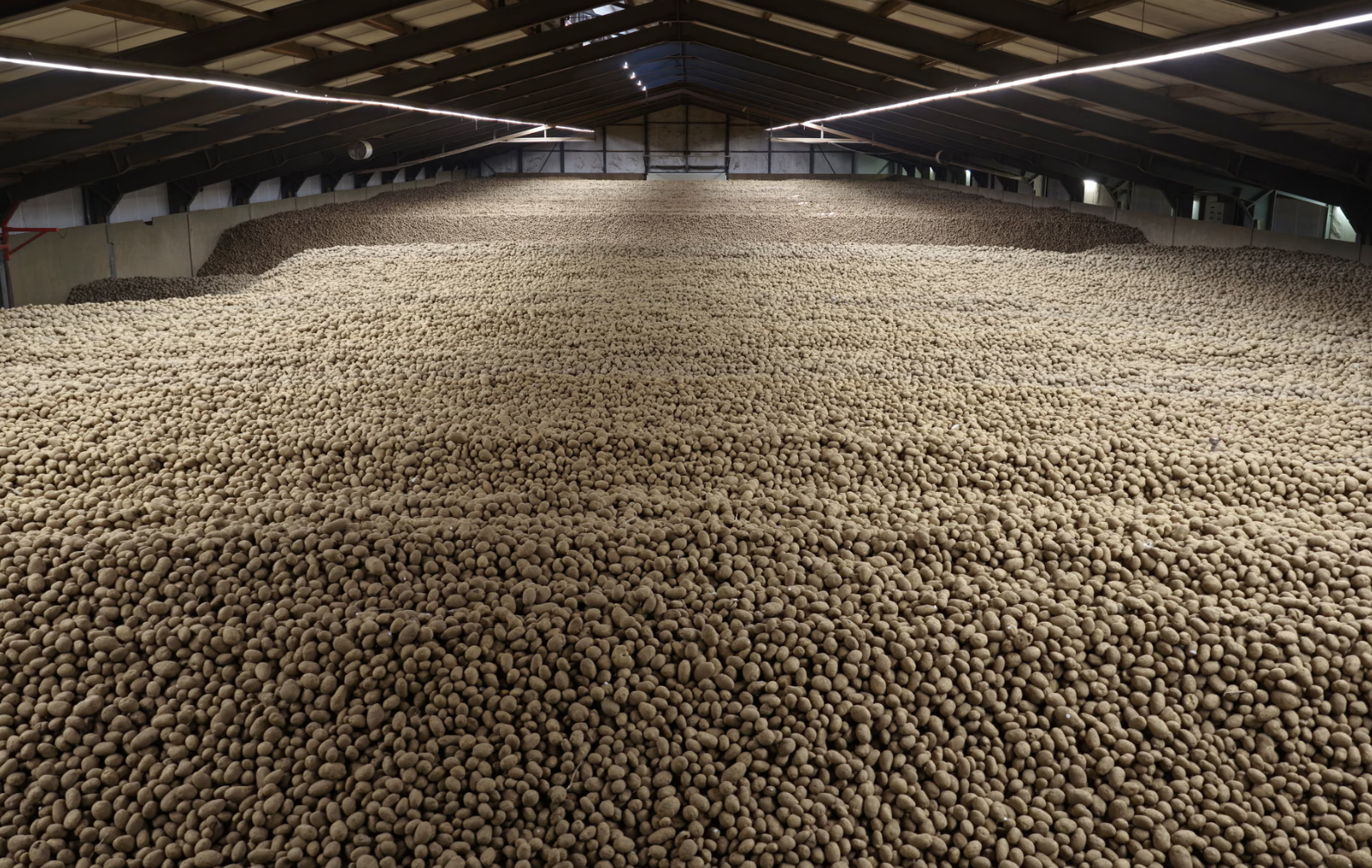 Из-за ”картофельного потопа” в Берлине массово раздают бесплатный картофель (ФОТО) - фото 2 Из-за ”картофельного потопа” в Берлине массово раздают бесплатный картофель (ФОТО) - фото 2