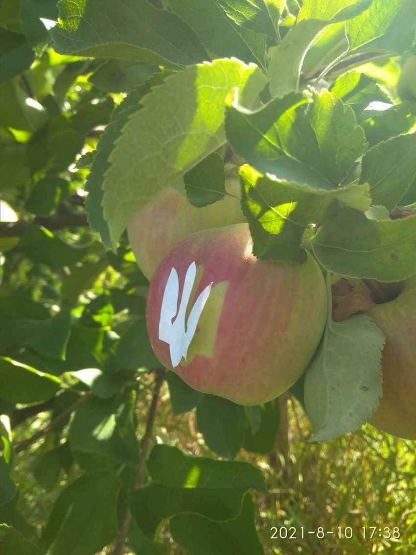 Ко Дню Независимости: в каком из регионов Украины вырастили яблоки с тризубом (ФОТО) - фото 2