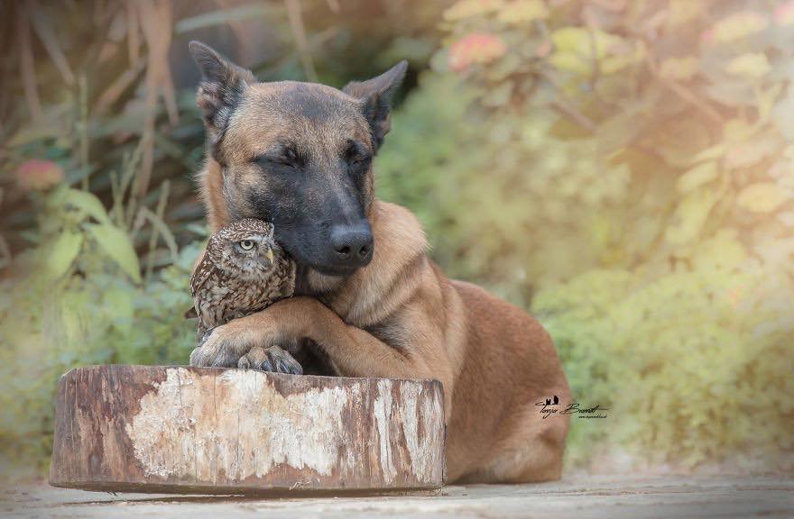 Двадцать невероятно душевных фото собаки и совенка, которых связывает крепкая дружба - фото 13