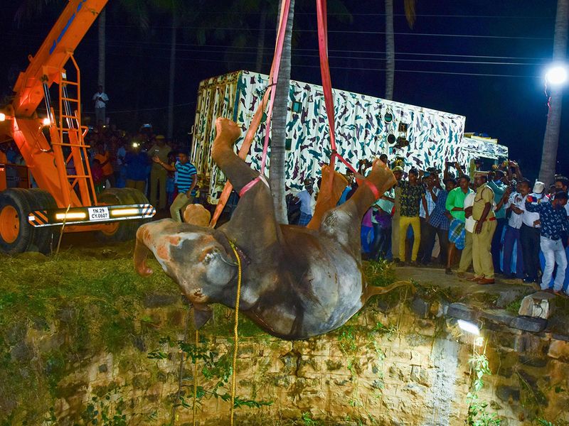 В Индии спасли слоненка, упавшего в глубокий колодец (фото) - фото 6