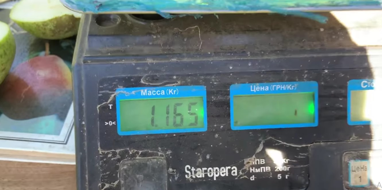 Размером с литровую банку: украинский садовник вырастил гигантскую грушу (ВИДЕО) - фото 2