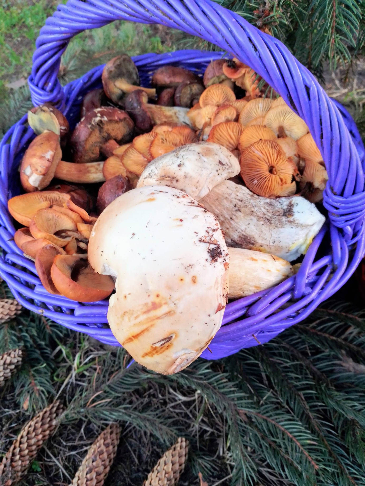 Зимові гриби в українських лісах: опеньки, гливи, деревоух і шанс знайти білий — повний гід - фото 2 Зимові гриби в українських лісах: опеньки, гливи, деревоух і шанс знайти білий — повний гід - фото 2