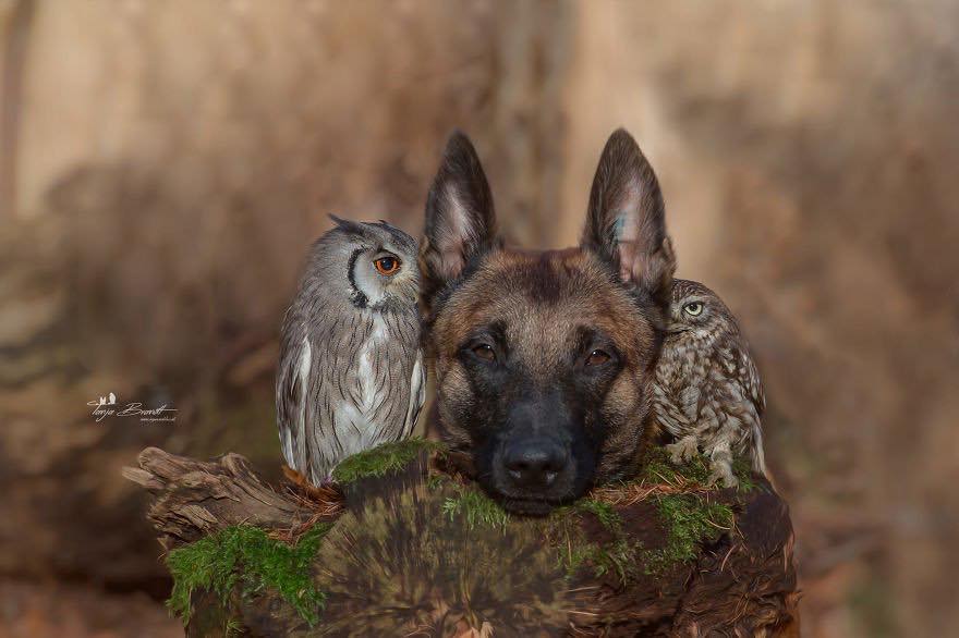 Двадцать невероятно душевных фото собаки и совенка, которых связывает крепкая дружба - фото 18