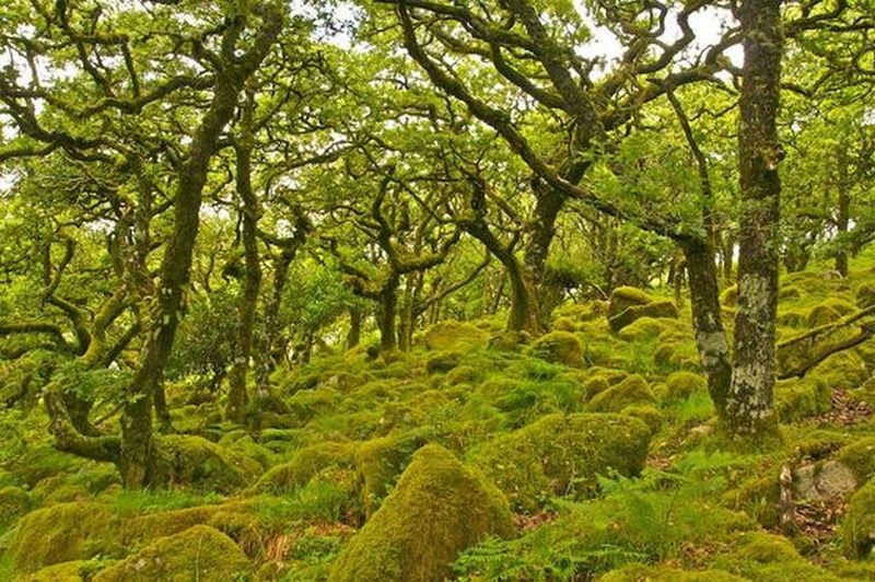 Страшно красиво: п'ять найзагадковіших лісів планети - фото 6