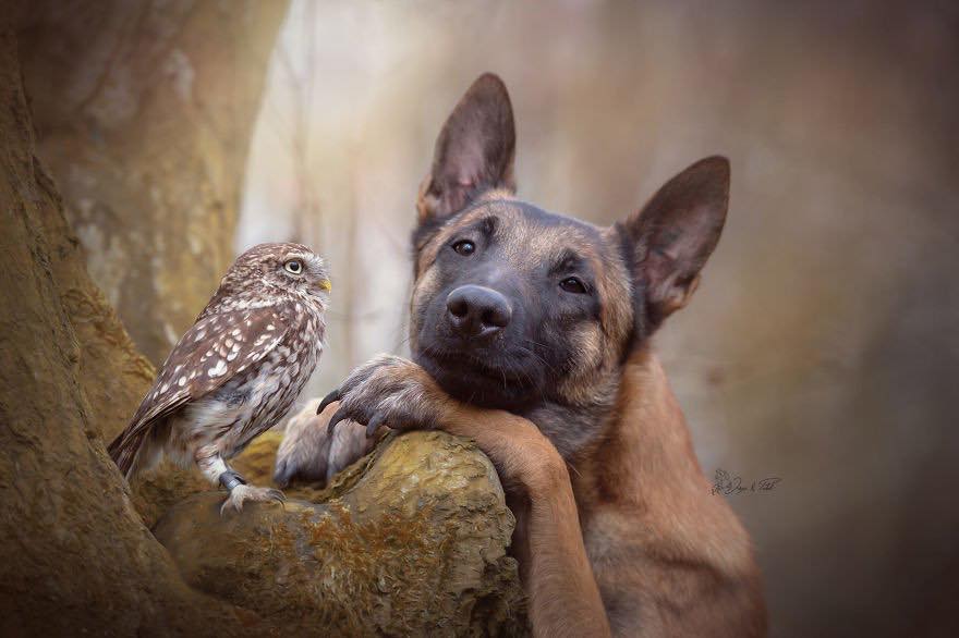 Двадцать невероятно душевных фото собаки и совенка, которых связывает крепкая дружба - фото 15