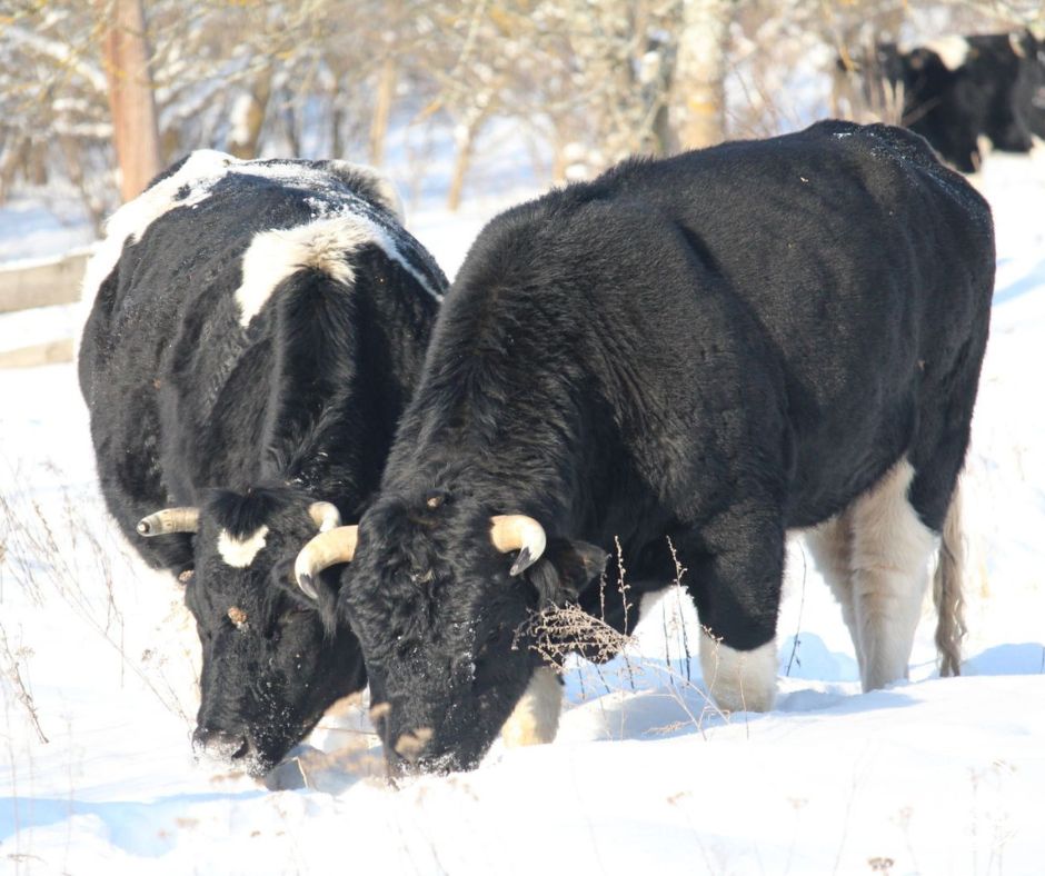 У Чорнобилі двох диких биків назвали Трамп та Сі: що з ними сталося взимку (ФОТО) - фото 2 У Чорнобилі двох диких биків назвали Трамп та Сі: що з ними сталося взимку (ФОТО) - фото 2