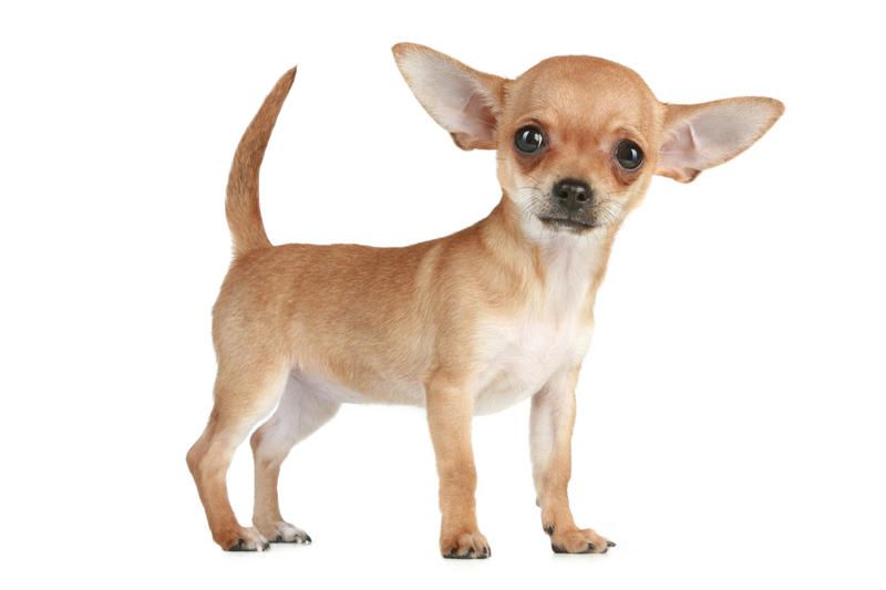 Компактные спутники: пять самых маленьких пород собак в мире - фото 2