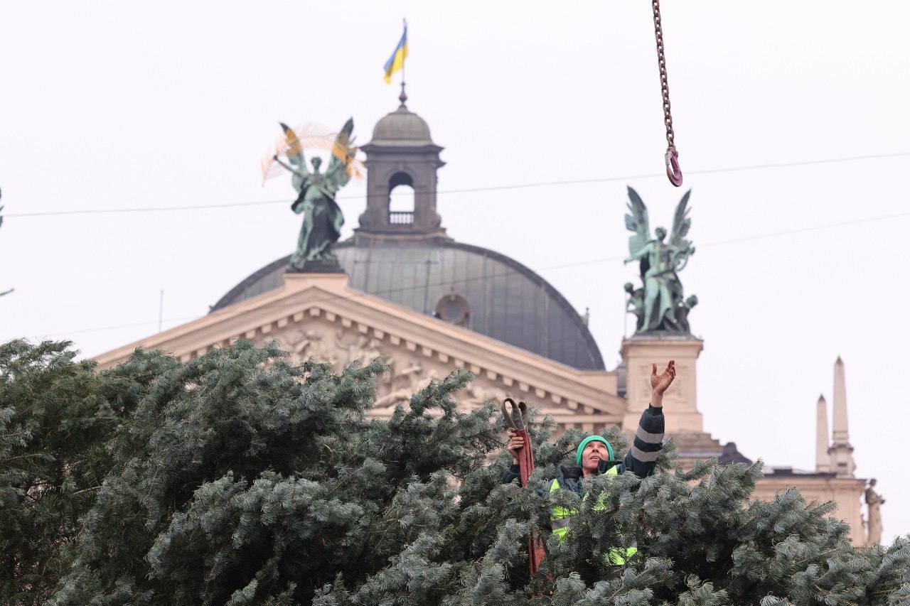 Во Львове устанавливают главную елку: кто ее подарил городу - фото 2